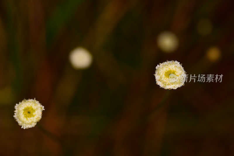 两个帽子别针的花，集中在右边盛开