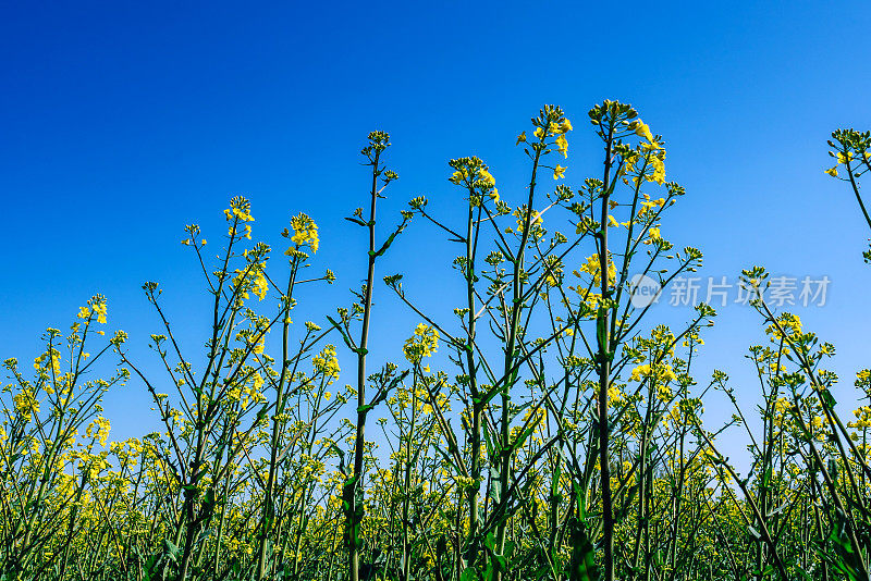 油菜籽在油菜籽田碧蓝的春天对天空