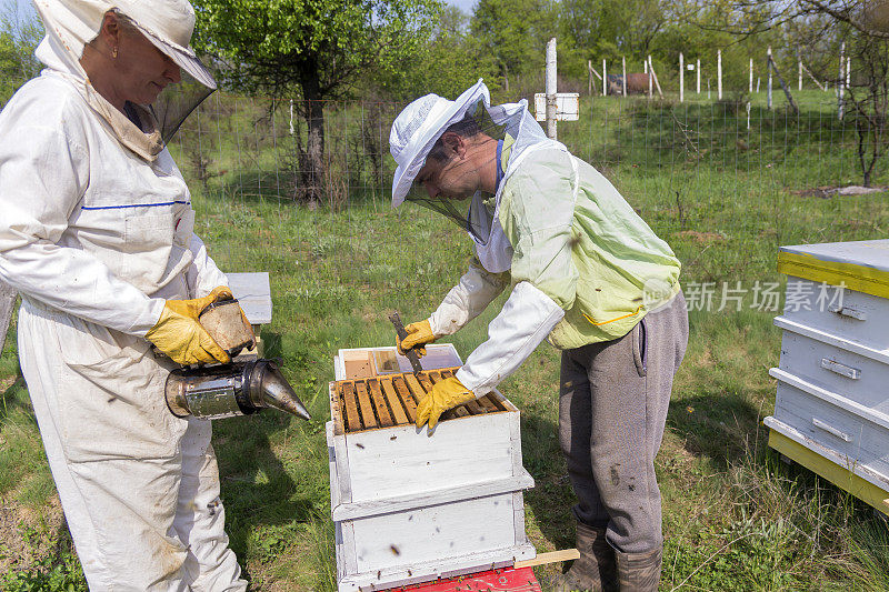 两个养蜂人在养蜂场工作