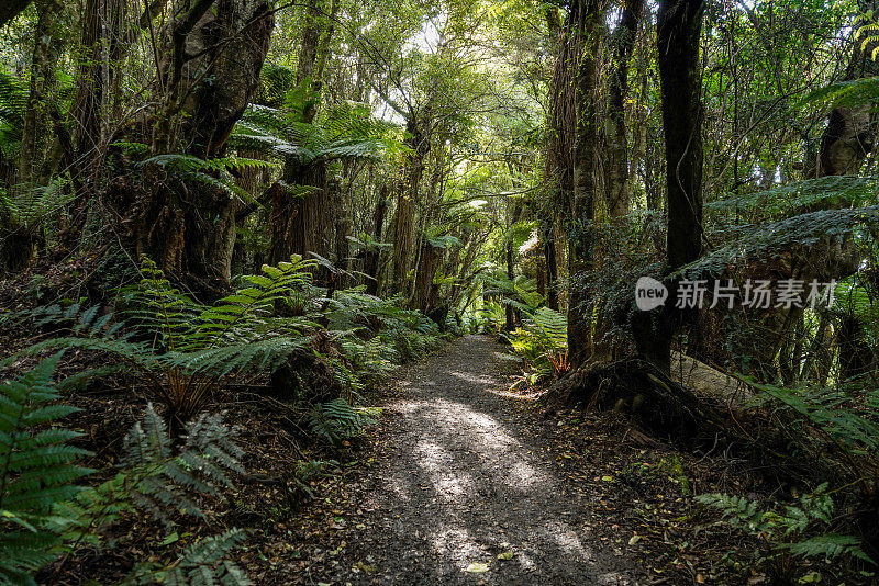 新西兰南岛南奥塔哥大教堂湾和怀帕蒂海滩的小路