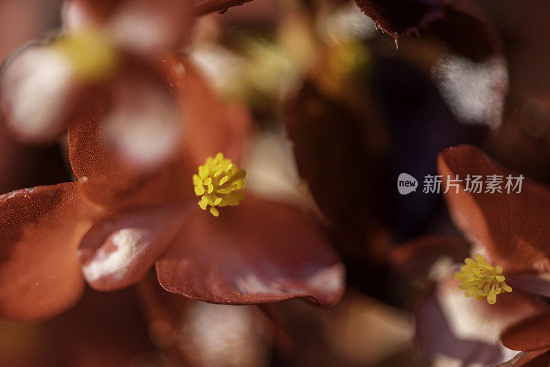 美丽的珊瑚花秋海棠在爱德华兹花园，多伦多