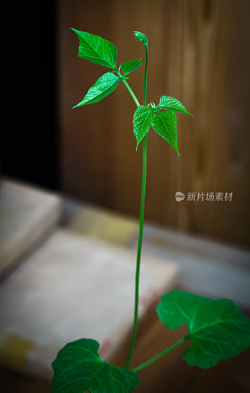 豆芽。花瓶内的绿叶植物