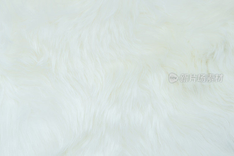 羊皮，小羊羔皮白色背景的绵羊或小羊羔皮地毯，具有柔软的毛纹理，在皮革上与羊毛鞣制，天然绝缘体