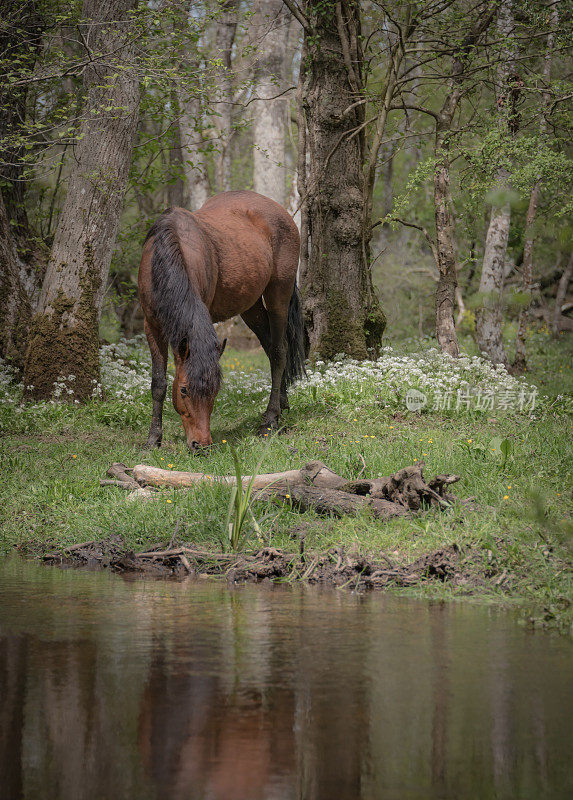 新森林小马喂养小溪