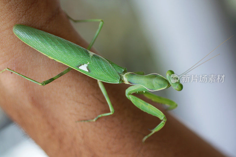 亮绿色的螳螂昆虫被举在一个不认识的人的前臂上，三角形的头，凸出的复眼，触角和扩大的前腿，集中在前景