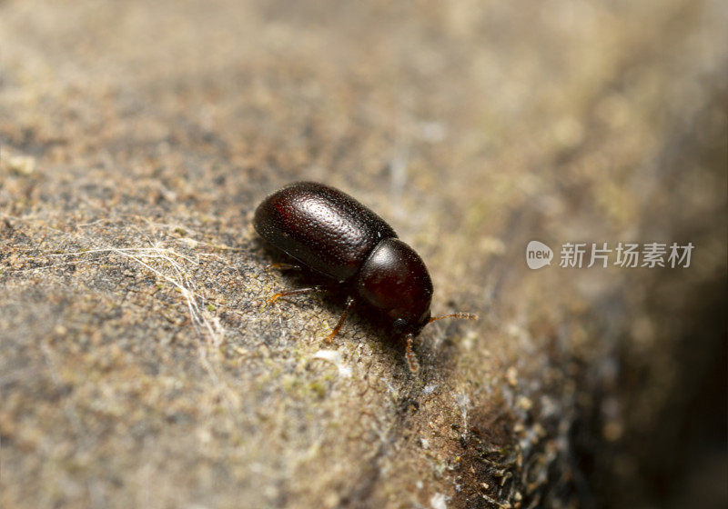 顺式甲虫拍摄高倍