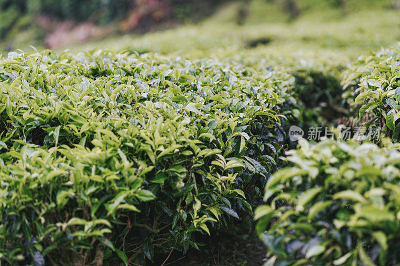 早上在卡梅隆高地的茶园