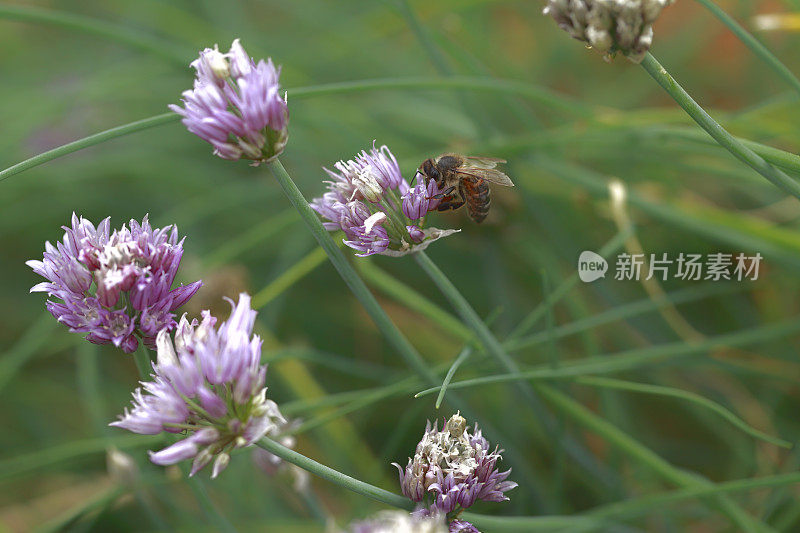 韭菜葱花香草特写蜜蜂