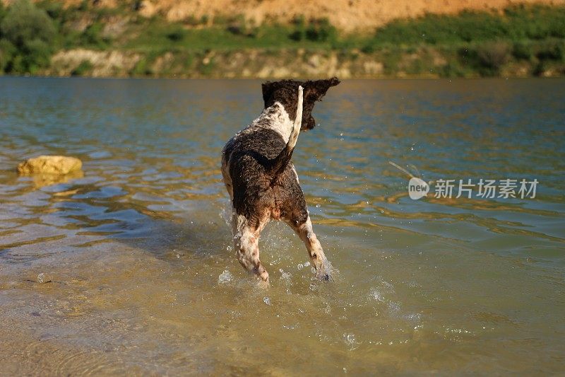 一只母狗在湖里游泳