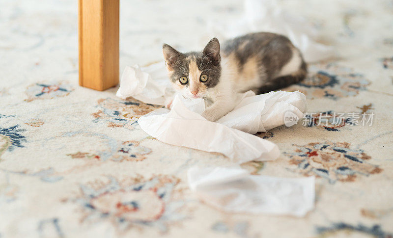 小猫玩卫生纸