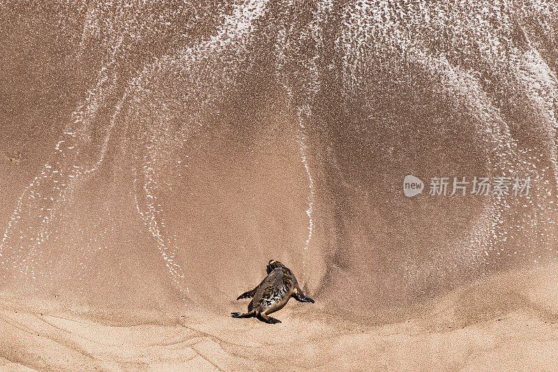 巨大的雄性海狮在海滩上晒太阳，海浪冲刷成洋葱状