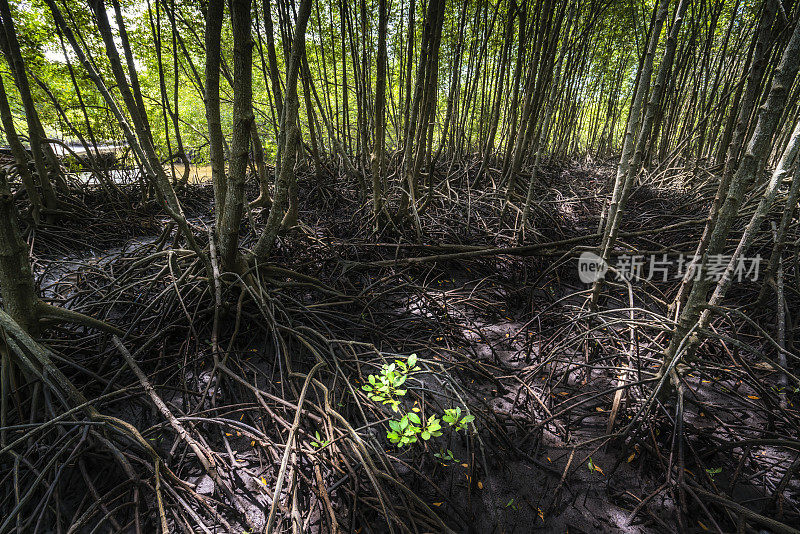 泰国罗永红红树林的根是丰富的背景