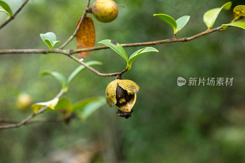 成熟的山茶籽树上结满了果实