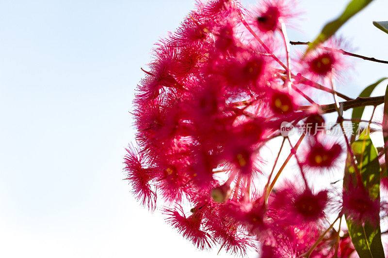 特写美丽的粉红色树胶花，背景与复制空间