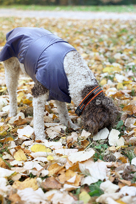 母狗穿着一件暖和的狗外套