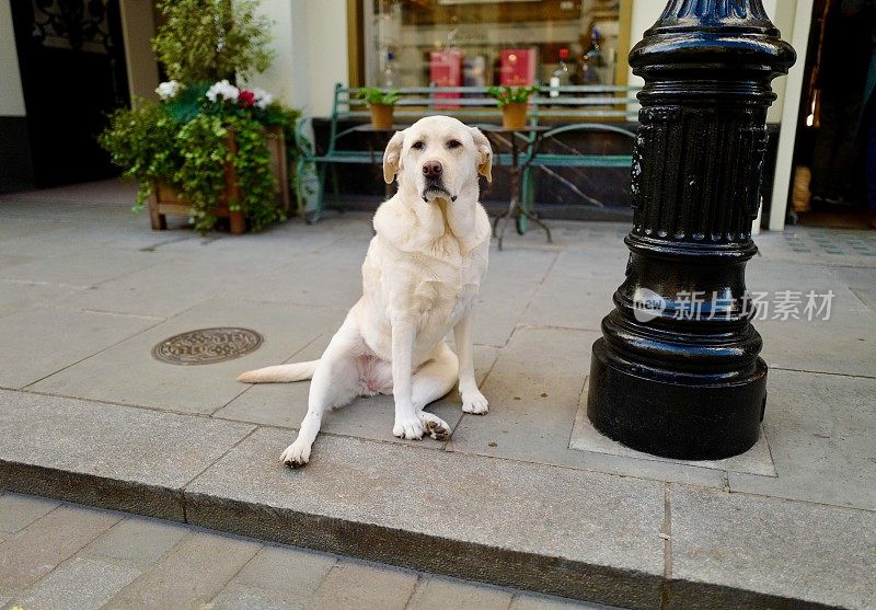 伦敦的拉布拉多犬
