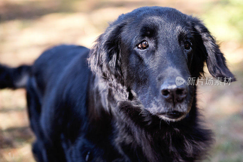 纯种非常老的平毛寻回犬。