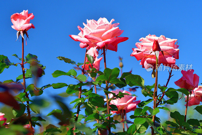 玫瑰花映衬蓝天