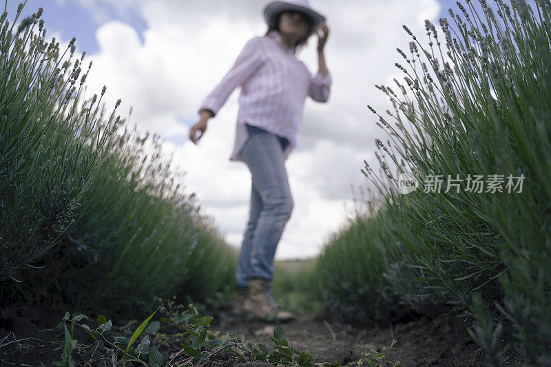 农妇正在检查盛开的薰衣草种植园的新收获。农业职业。保加利亚的薰衣草花田。