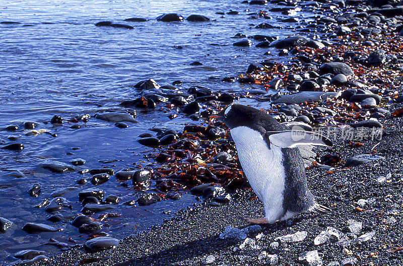 野生巴布亚企鹅在南极冰面上奔跑的特写