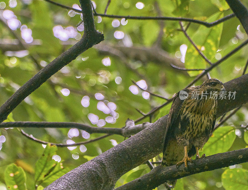 哥斯达黎加奥萨半岛科尔科瓦多国家公园的野生黑鹰