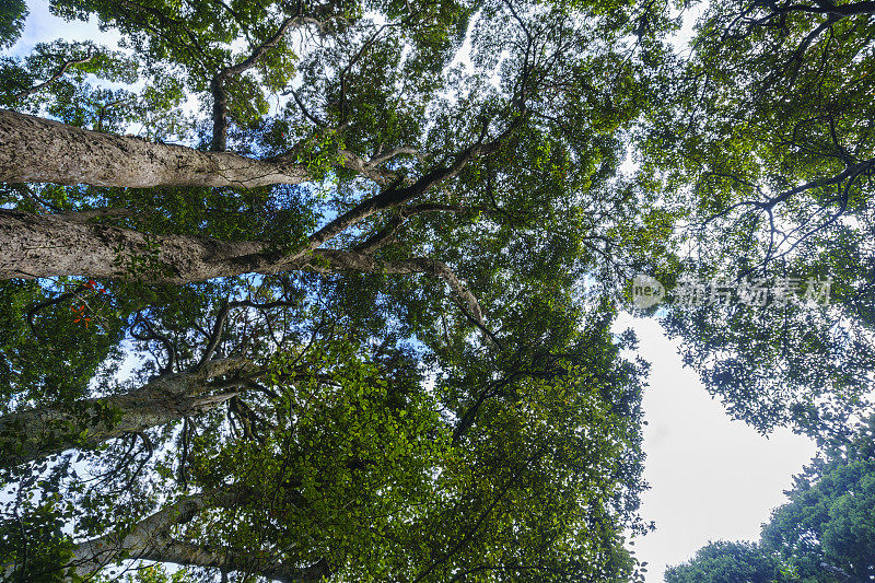 高大的森林树木从下面的小径高高地耸立在头顶上，汇聚成森林的树冠。在新西兰卡特林的南岛雨林中
