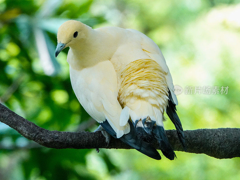 一只淡黄色的亚洲鸽子在树枝上鸣叫。