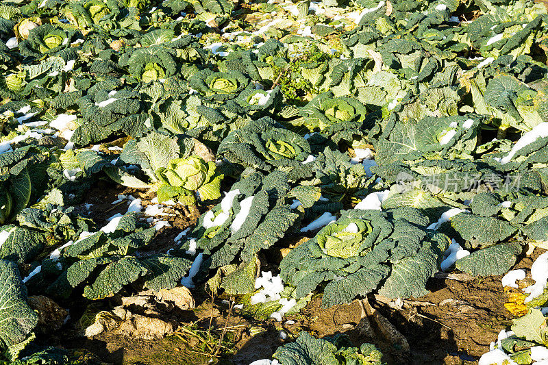 萨伏伊卷心菜和雪