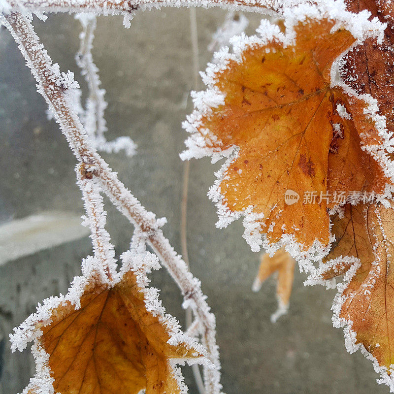 冬天，植物，霜冻，异常，灾难。叶子上有冰晶。选择聚焦,特写。零下的温度。寒冷的天气。