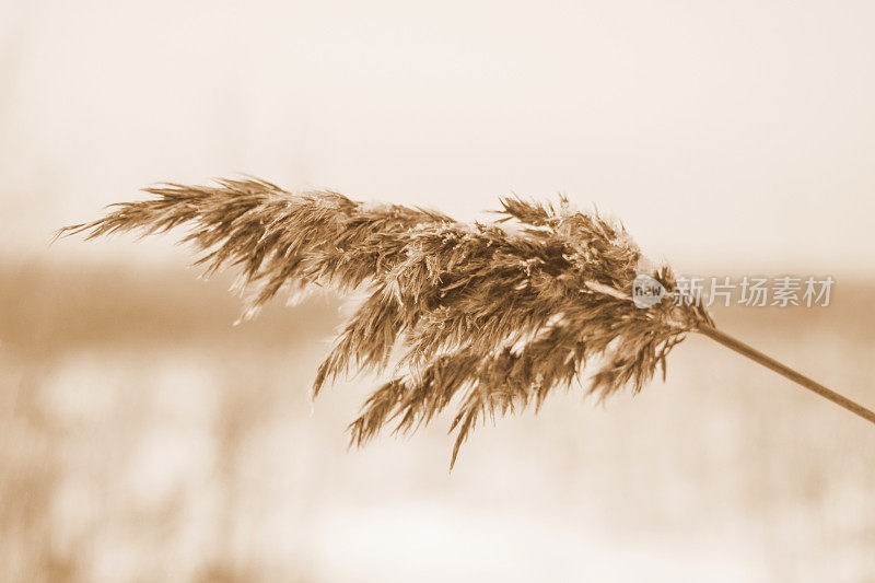 干燥的米色里德。金色的草在冬天的阳光下随风摇摆。美丽抽象的自然潮流背景。最小的概念。特写镜头。