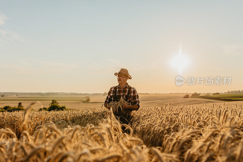 麦田里的老汉在收割小麦