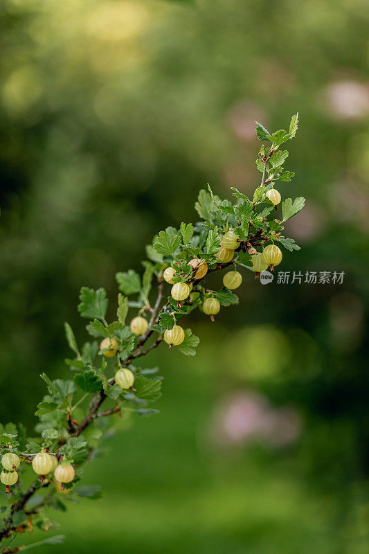 新鲜的绿醋栗在树枝上