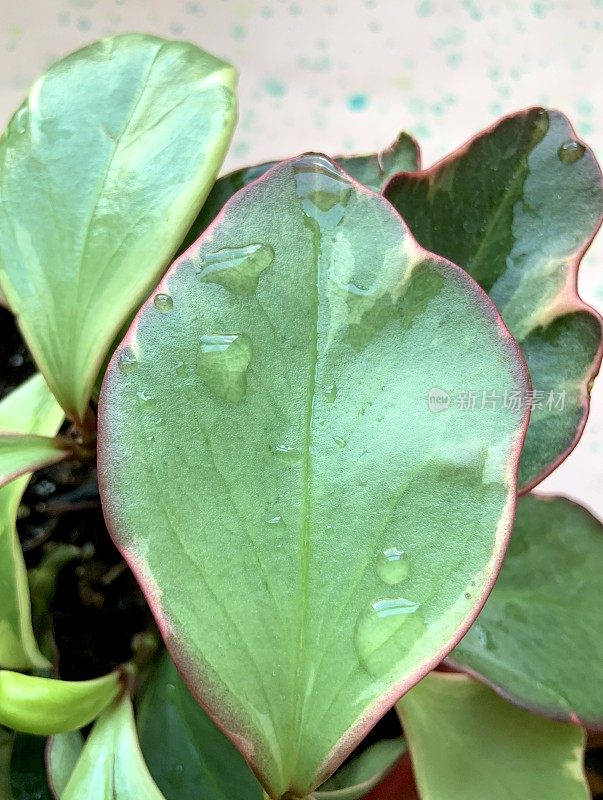 豆蔻室内植物叶子生长在室内