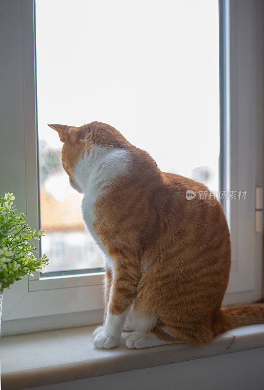 姜猫坐在窗户上