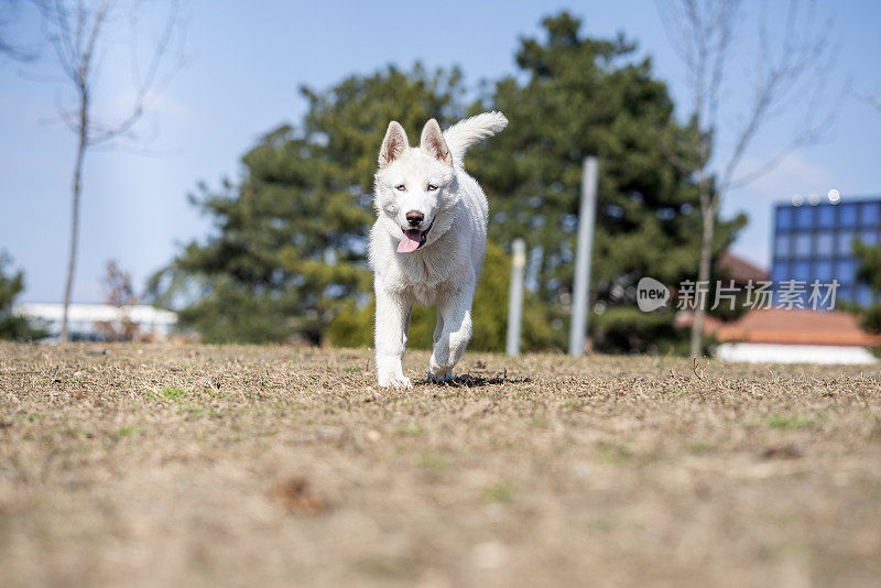 公园里年轻的雌性哈士奇狗的肖像