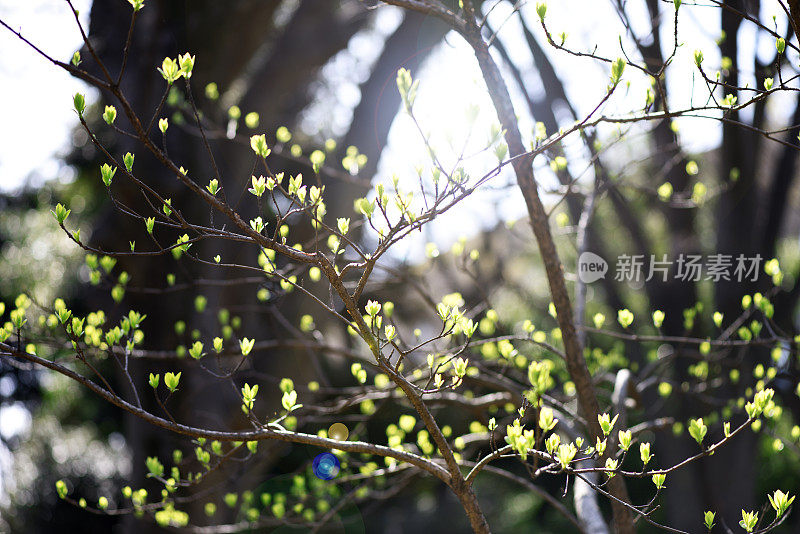 春季初芽多，畦深浅