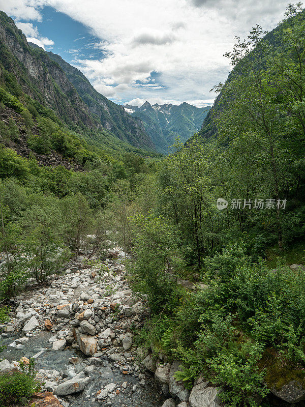 河流和郁郁葱葱的绿色森林，马贾山谷，提契诺