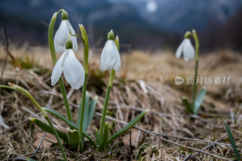 早春雪花莲，雪花莲