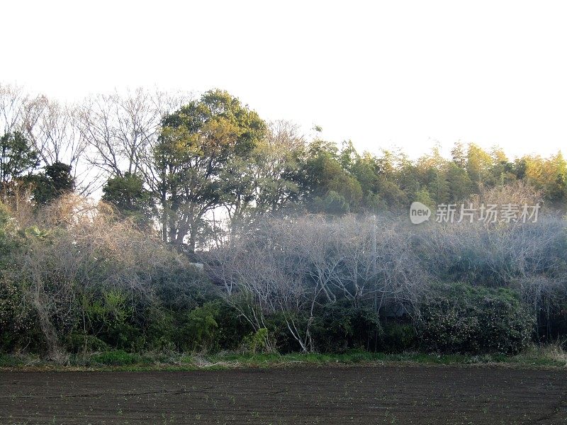 日本。3月。清晨。田野上有雾。农村景观。