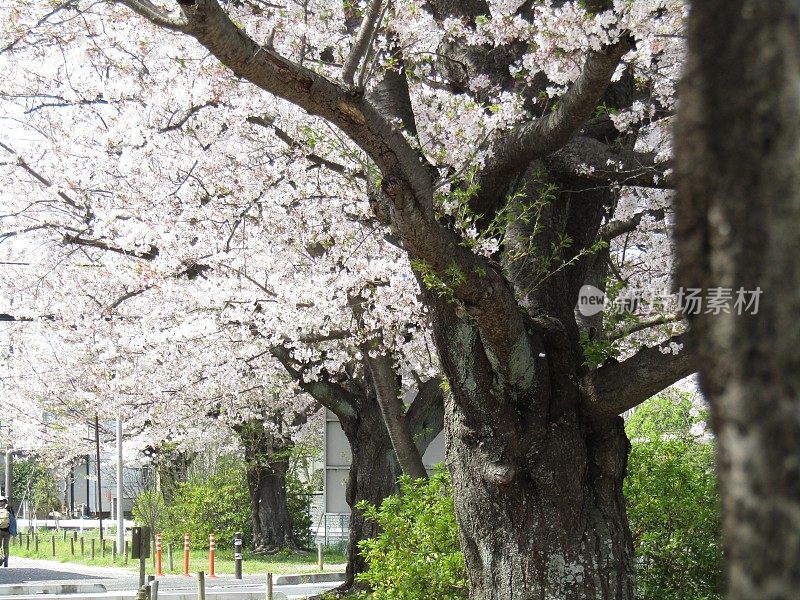 日本。3月底。到处都是樱花。