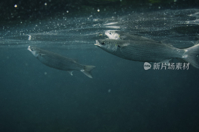 鲻鱼和蓝色的大海