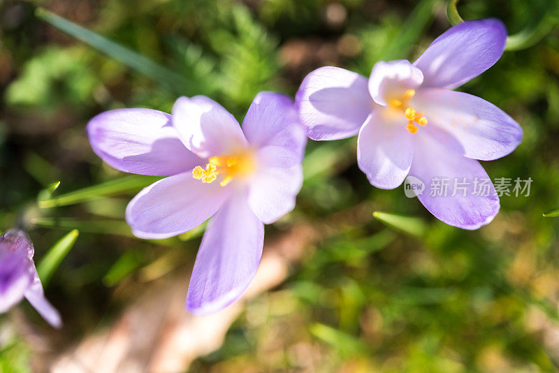 春季山野番红花