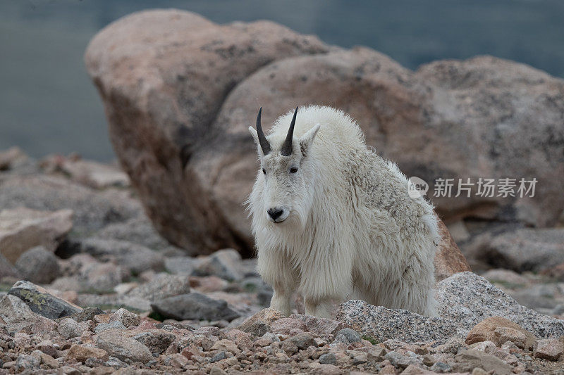 山羊在14280英尺高的山顶岩石斜坡上行走