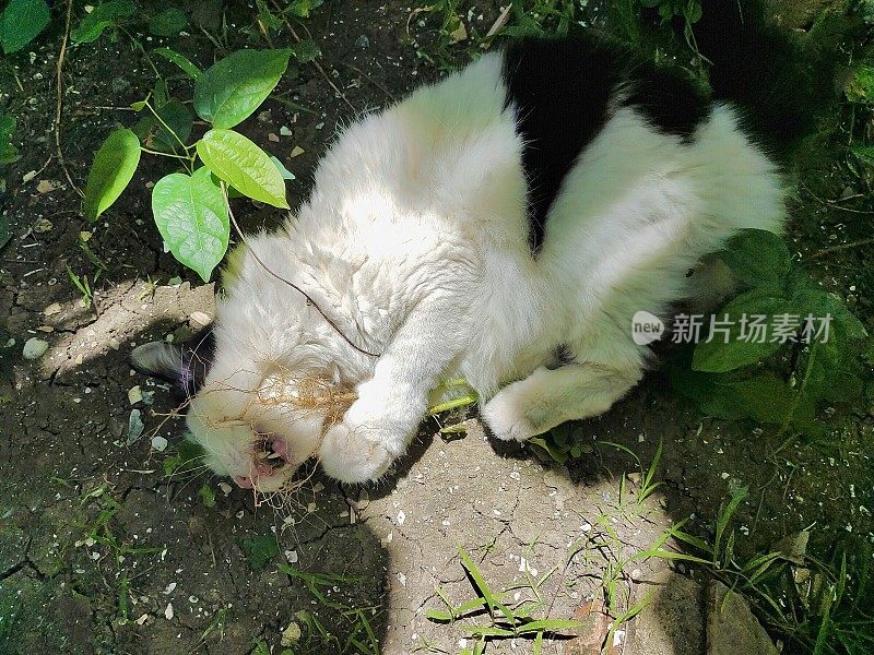 猫吃印度荨麻的根