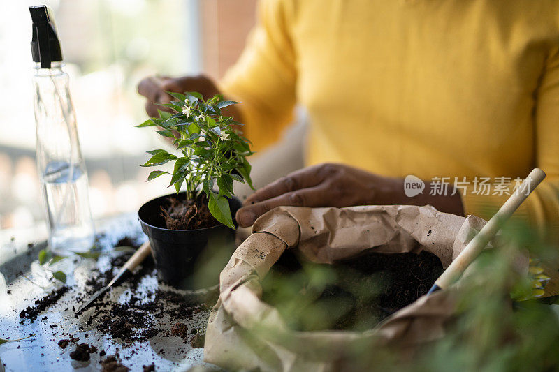 在家里照料植物的人