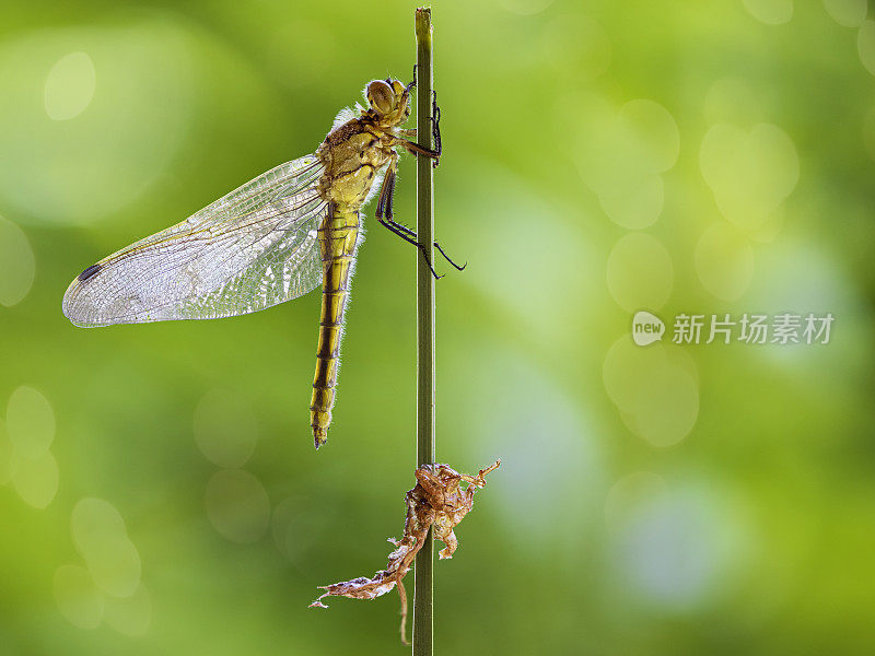 从幼虫中出来的蜻蜓