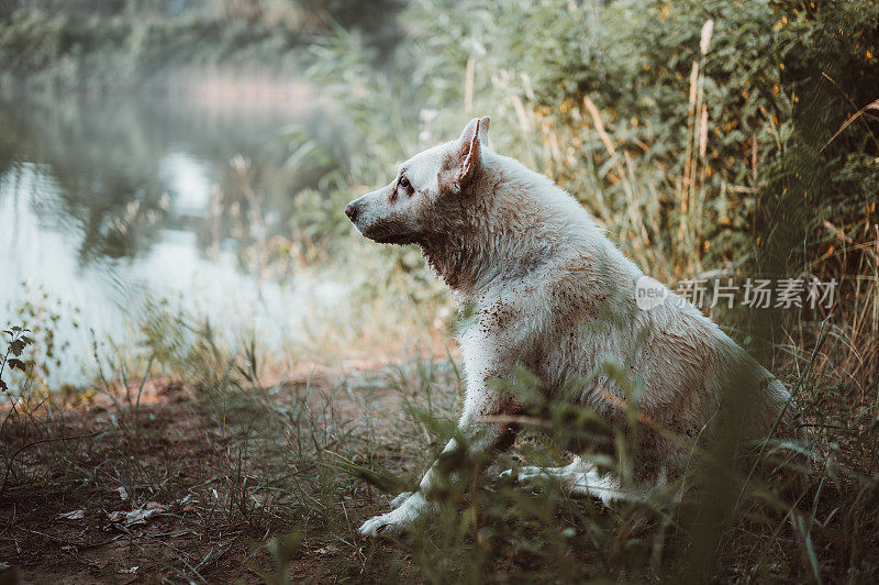 一只巨大的白色瑞士牧羊犬脏兮兮地坐在湖边