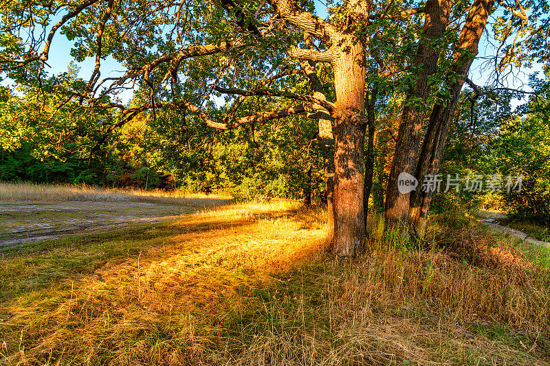 老橡树的叶子在晨光中沐浴着阳光。白桦树的叶子在晨光中闪耀着阳光。秋天的早晨，林中空地上。宽的树干