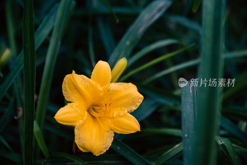 春天花园的花。自然公园景观。绿叶植物背景。-股票图片