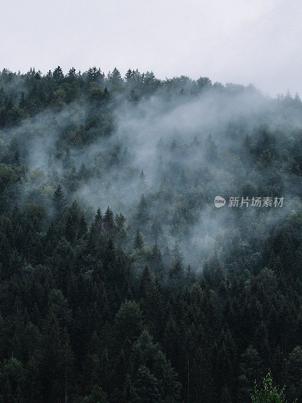 雾笼罩着山林